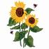 Sunflowers & Lady Bugs