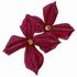 Clematis