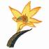 Easter Lily