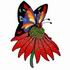 Butterfly & Echinacea