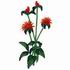 Bee Balm
