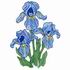 Irises