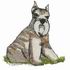Miniature Schnauzer