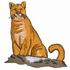 Mountain Lion