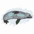 Monk Seal
