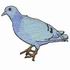 Rock Dove