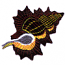 MAPLE LEAF TRITON