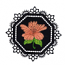GARDEN LACE FLOWER