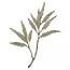 ASIAN TREE BRANCH