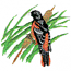 BALTIMORE ORIOLE