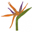 BIRD OF PARADISE