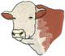 Hereford Bull Head