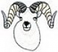 Dall Sheep