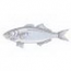 Bluefish