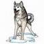 Siberian Husky