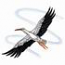 White Stork